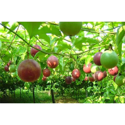 [GIAO HÀNG 2 GIỜ] Hạt giống chanh dây chanh leo