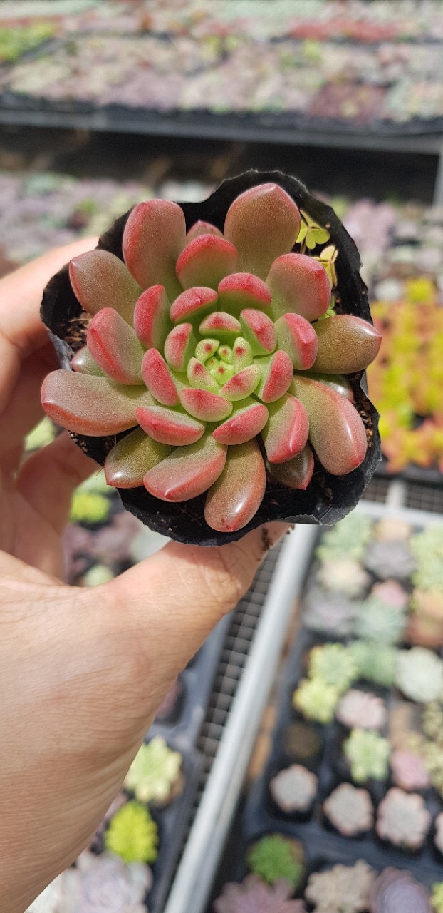 Sen đá ruby cute size bầu