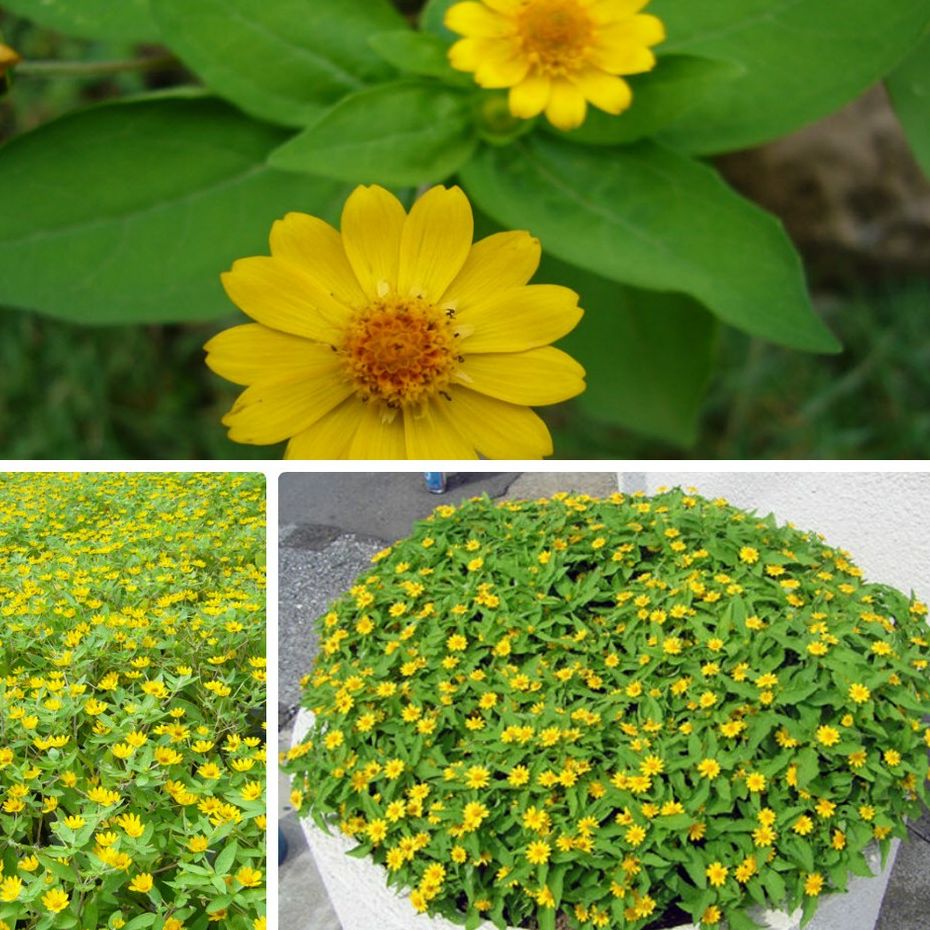 Hạt giống hoa cúc mặt trời -gói 50 hạt