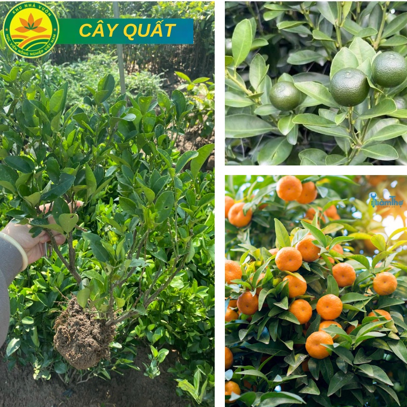 Cây quất giống giống chuẩn F1 chất lượng cao siêu sai trái