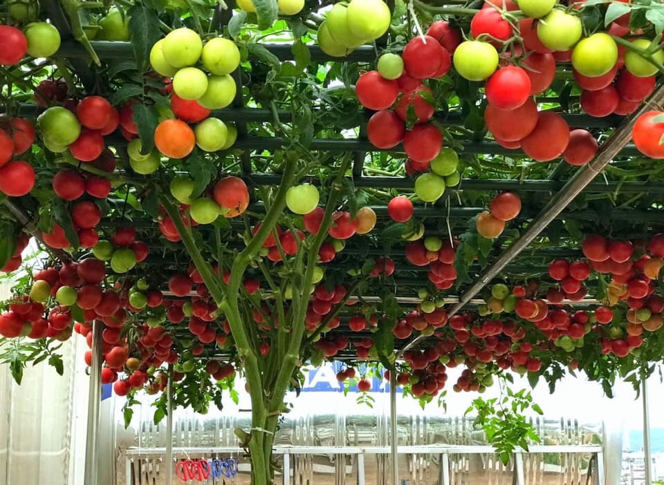 Gói 20 hạt giống Cà chua bạch tuộc leo giàn quả to 700-900gr/trái - 85 ngày bắt đầu thu hoạch | Lazada.vn
