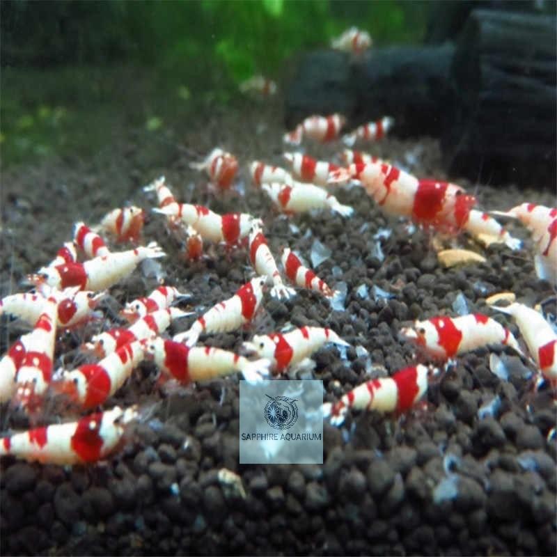 Thức ăn cho tép Benibachi Amino Version Promium Shrimp