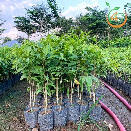 Cây Trầm Hương (dó bầu) (cây giống đối chứng )