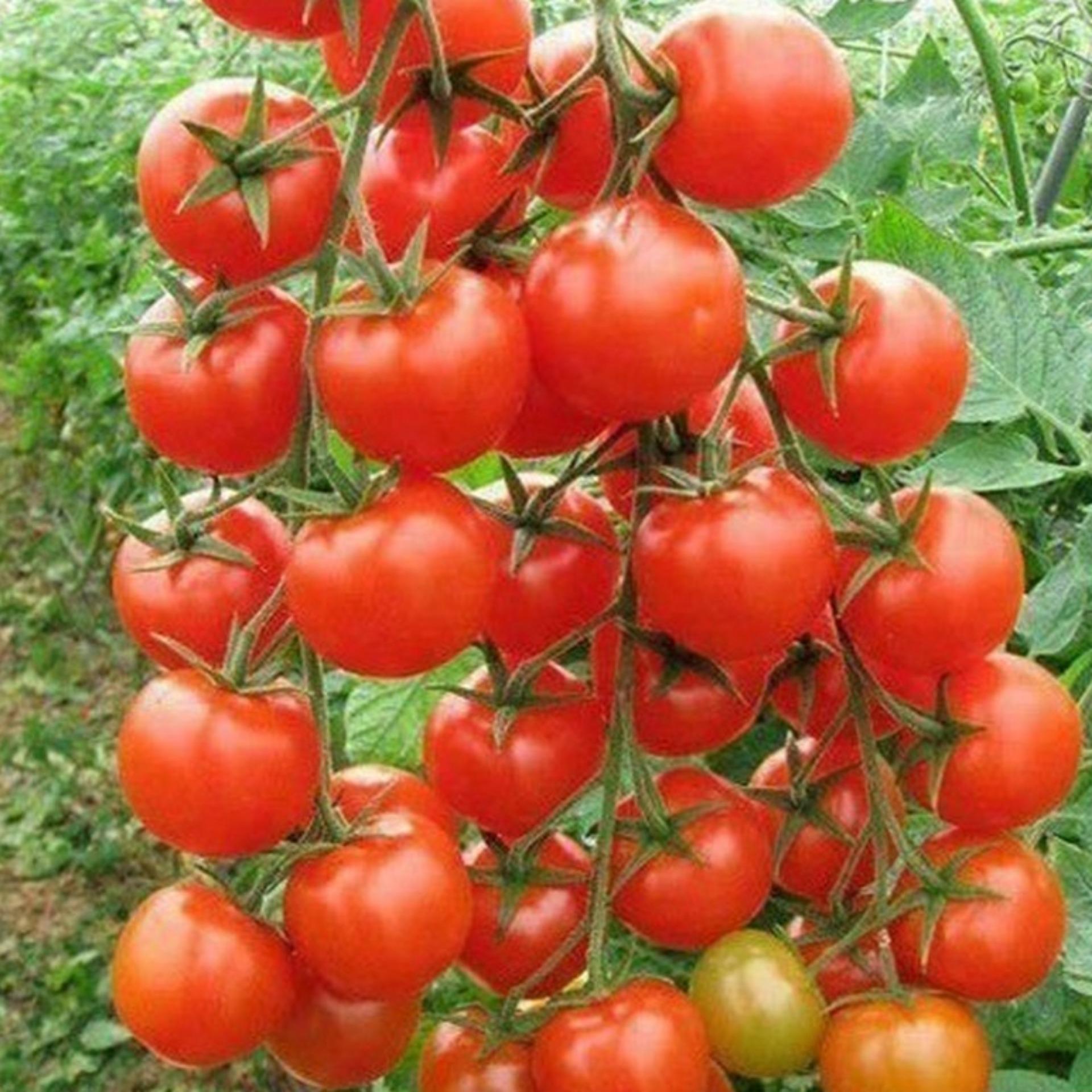 1g Hạt giống Cà chua bi F1 (tặng Kích nẩy mầm, Hướng dẫn ươm)