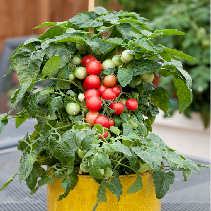 " Gói 30 "Hạt giống cà chua bi lùn đỏ [Seeds]