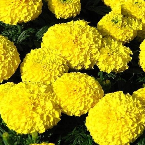 Phân bón DAP Hàn Quốc (loại hạt đen) 1kg