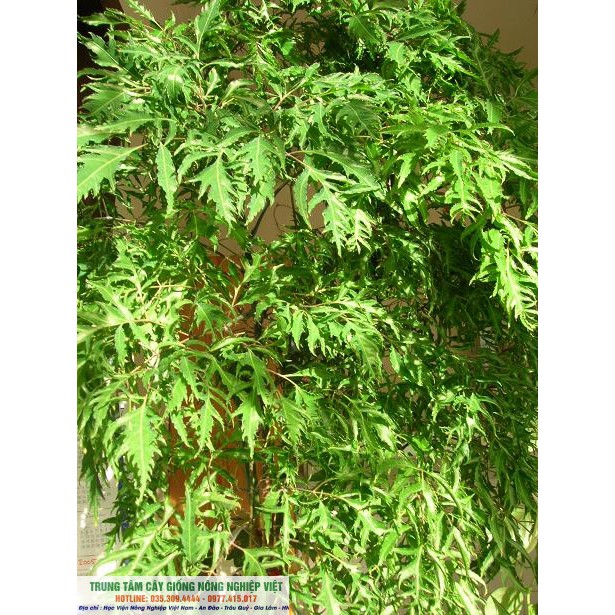 Combo 10 Cây Đinh Lăng Nếp giống chuẩn