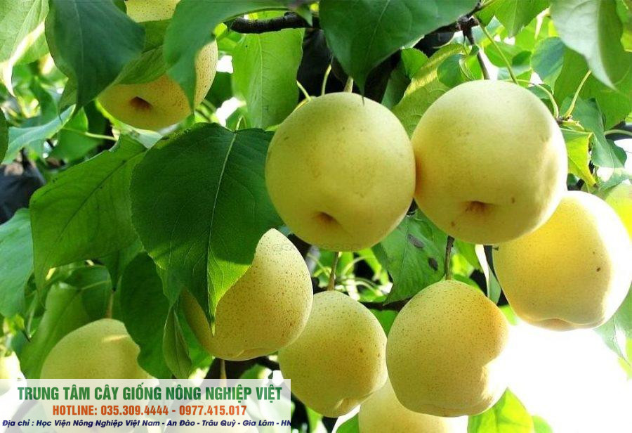 Cây giống lê vàng giống chuẩn