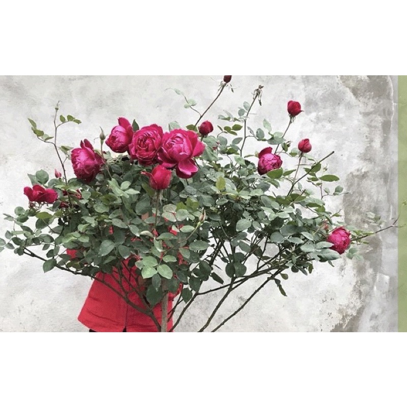 Chậu Cây hồng nhung cổ cao 55cm trở lên-cây nguyên bản