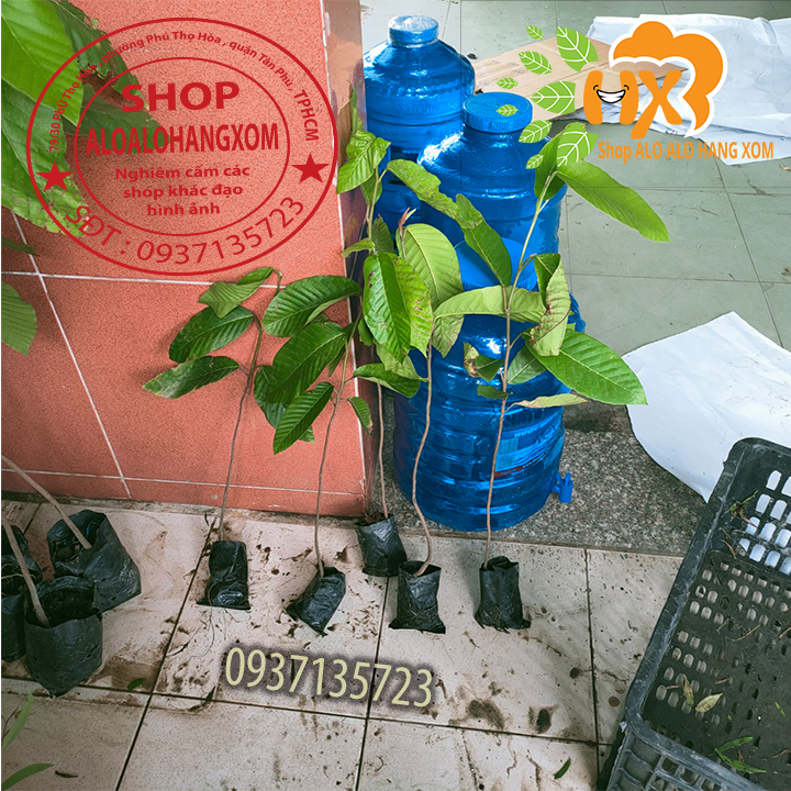 [HCM]COMBO 5 CÂY DẦU -CÂY GIỐNG