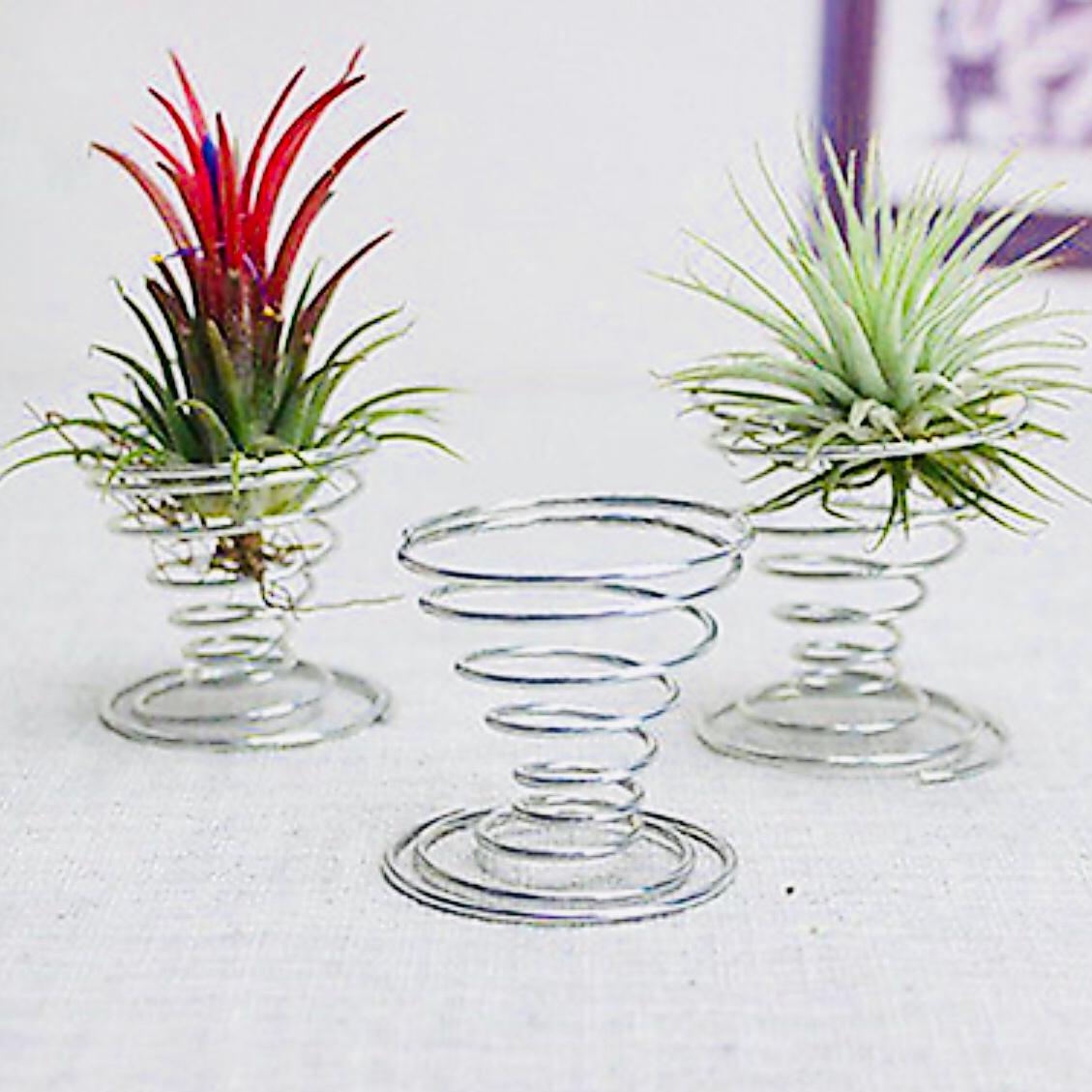 Set 5 lò xo để cây không khí