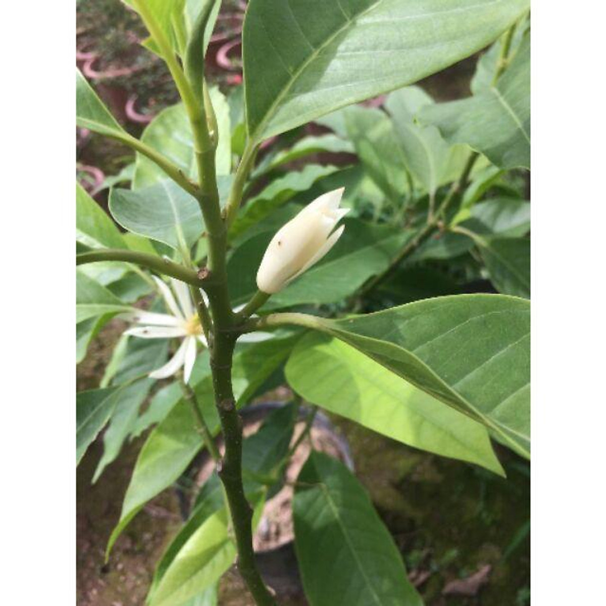 cây HOA NGỌC LAN đang nụ cao 80cm