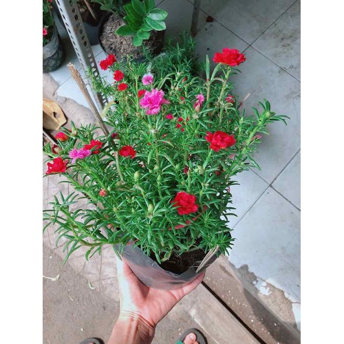 COM BO 2 CHẬU HOA MƯỜI GIỜ GIỐNG