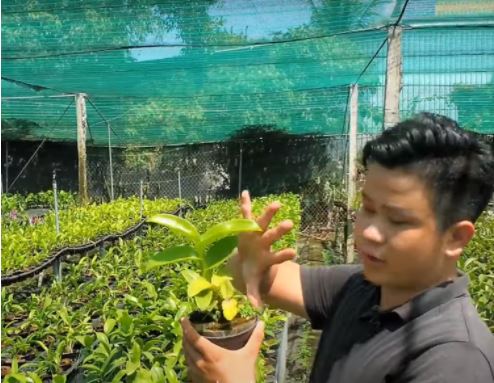 [HCM]Hoa lan dendro chớp vàng đỏ - 1 chậu (tỷ lệ xổ chớp) (hoa tết)