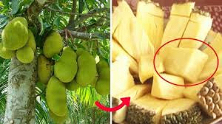 Cây giống mít không hạt