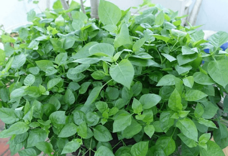 Cây rau bồ ngót nhật -1 cây bầu đất