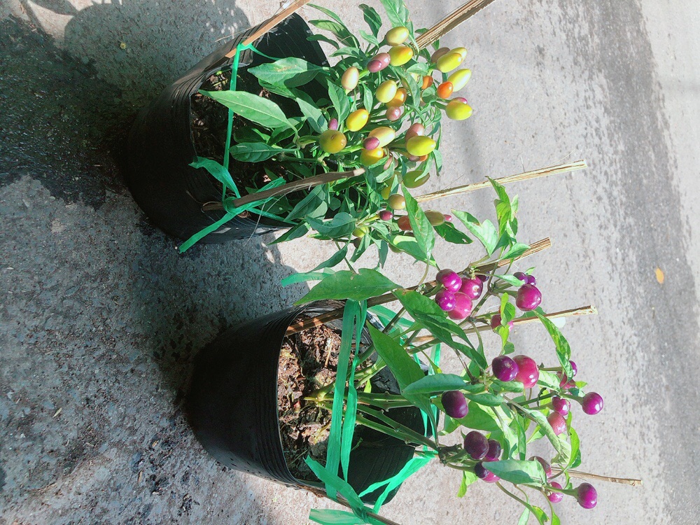 [HCM]Ớt Ngũ Sắc