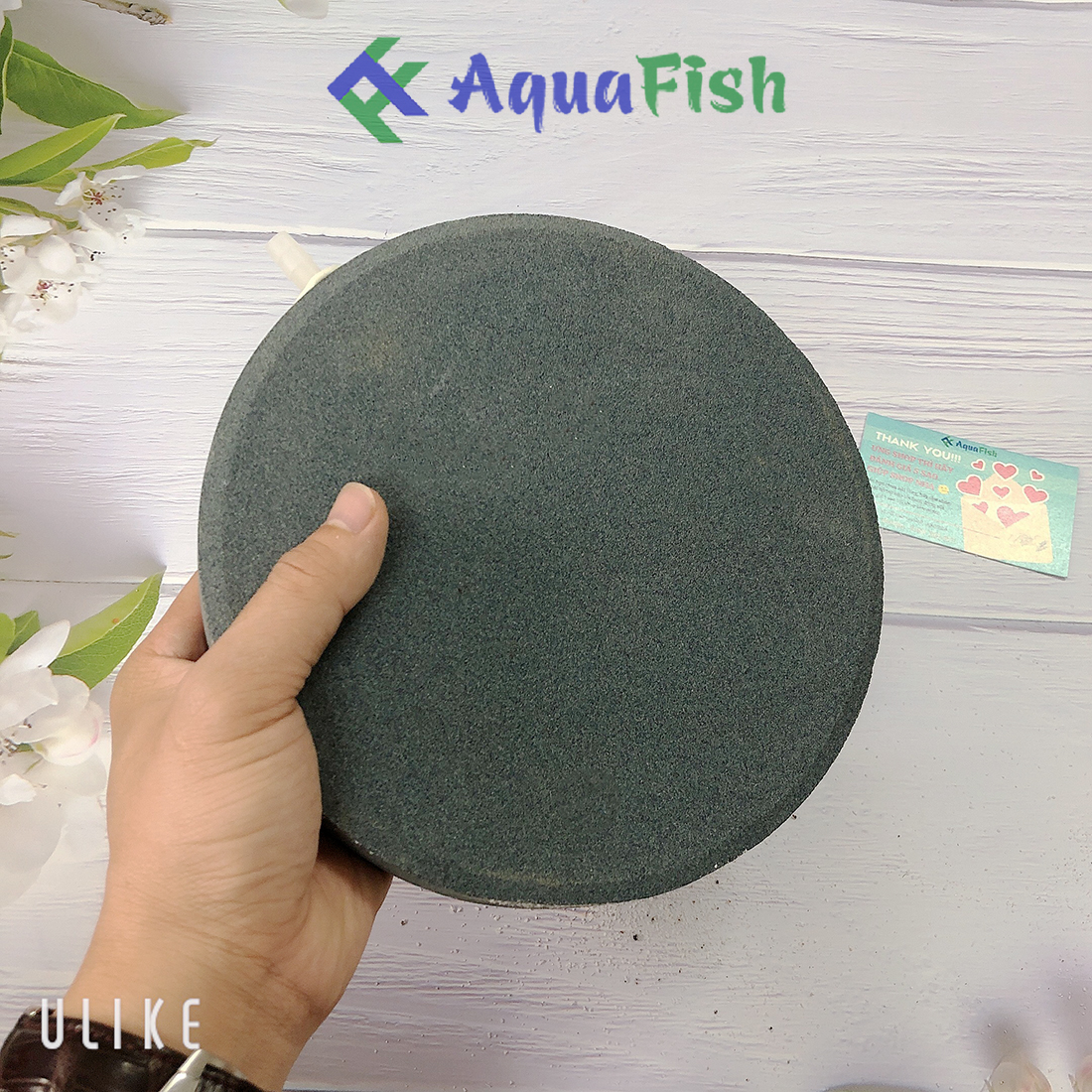 Đĩa sủi 20cm (dành cho bể cá)
