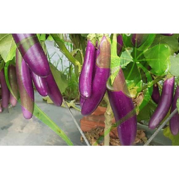 Hạt giống cà tím dài F1 Thái lan - Gói 1g