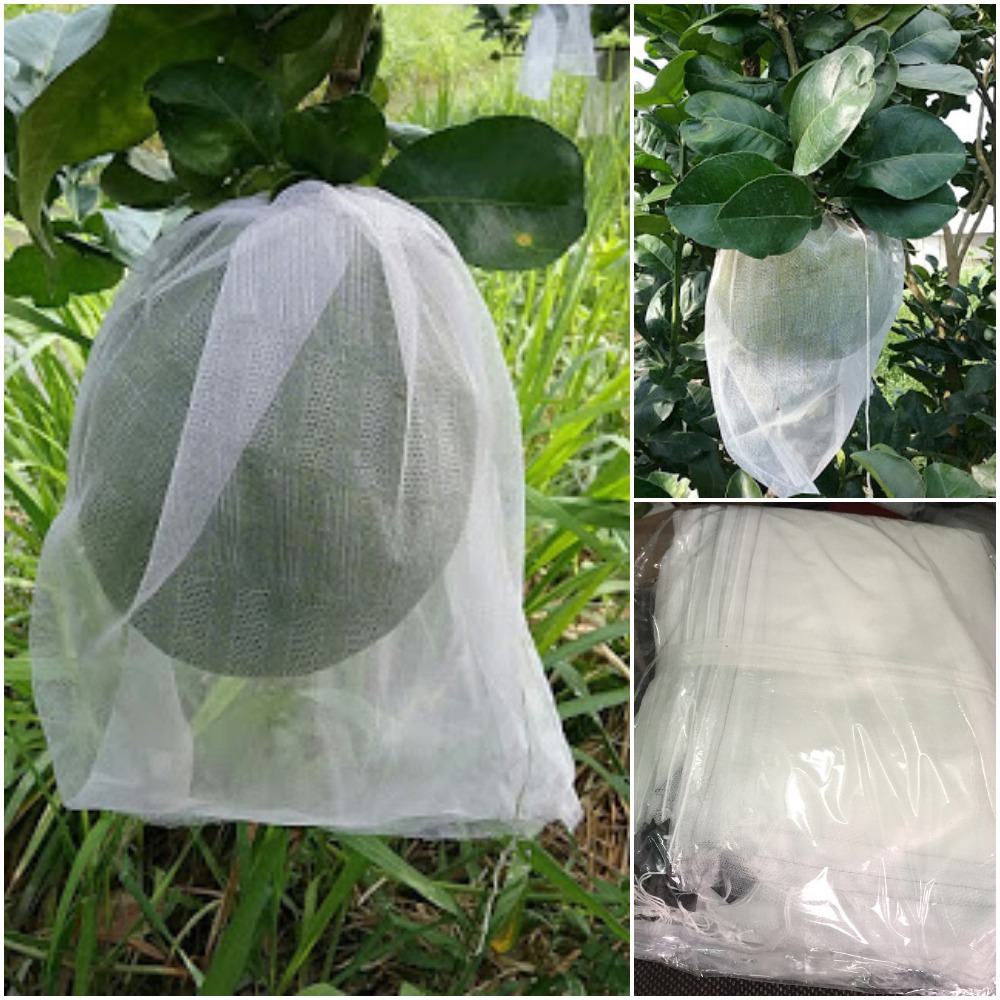 100 túi bao bưởi da xanh size 30×35cm Thương hiệu túi bọc trái cây Ánh Dương