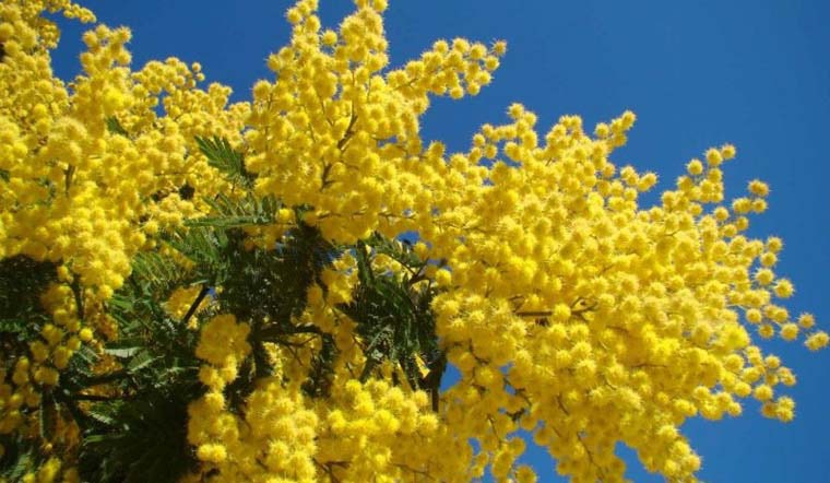 Cây mimosa giống cao 40 cm (ảnh thật số 2)