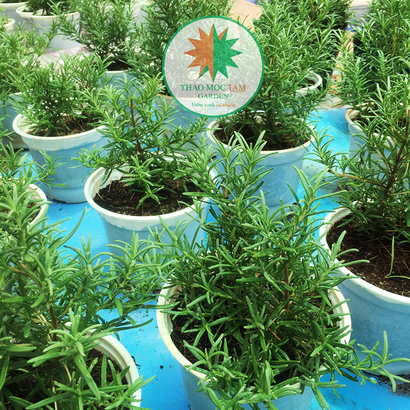 Chậu Cây Hương Thảo ( Rosemary), Cây được ươm  trồng hoàn toàn ở Khánh Hòa