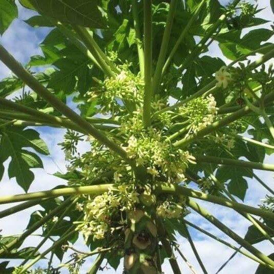 500gr hoa đu đủ đực sấy khô xanh thơm sạch.