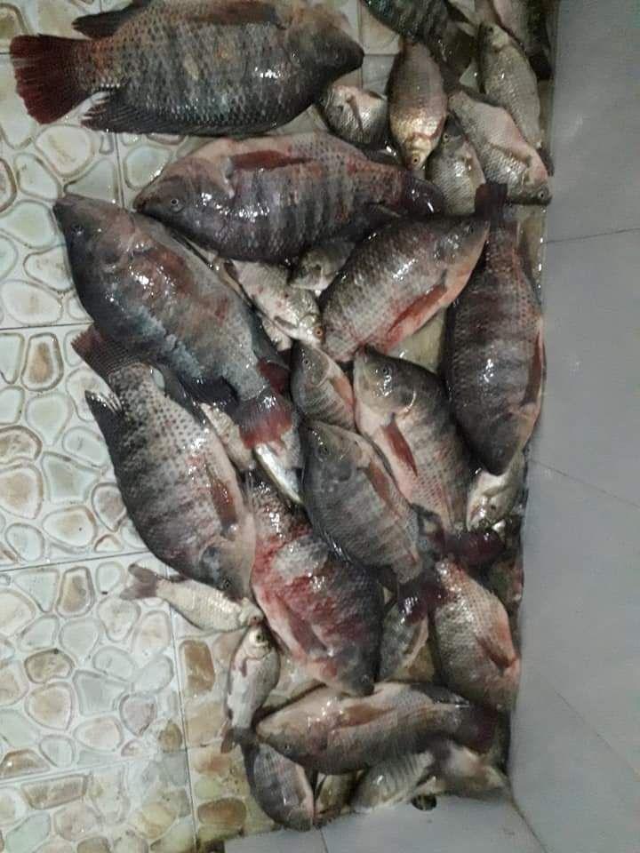 Mồi câu cá tổng hợp Đức Sơn