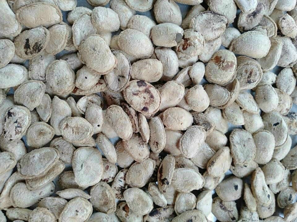 10 Hạt Sang Trắng - Hạt Sành