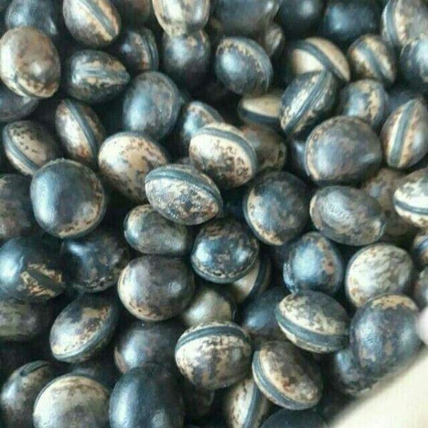 Hạt Đậu Lào Combo 10 Hạt