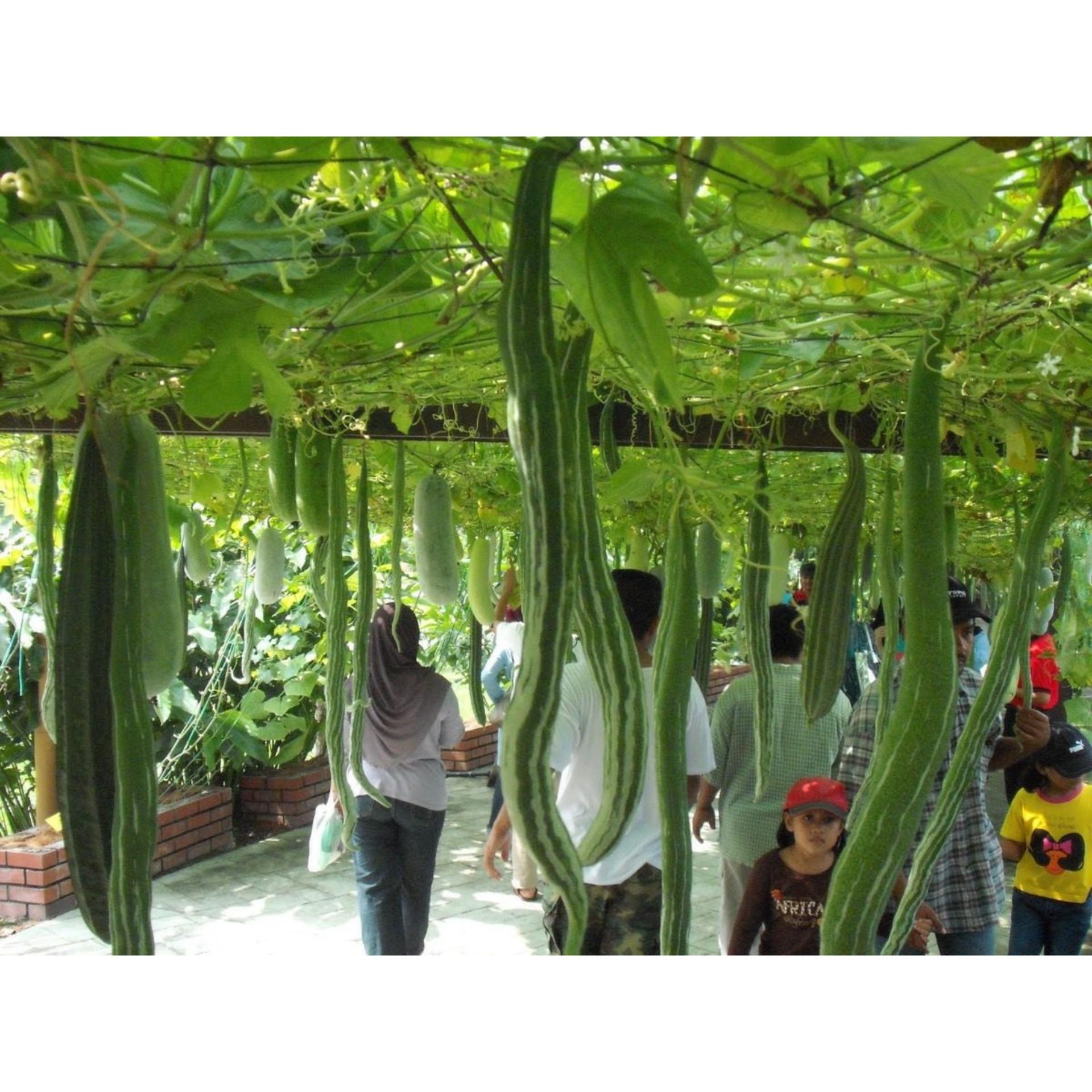 1g Hạt giống Mướp rắn (tặng Kích nẩy mầm, Hướng dẫn ươm)