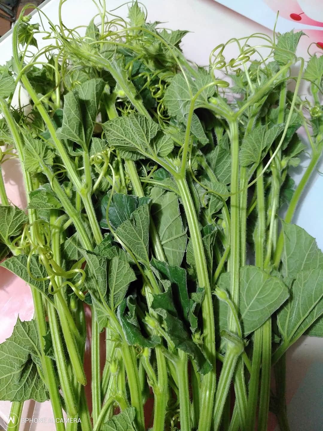 Hạt Giống Bầu Ngọn (Siêu đọt) CT529 - Gói 5gram