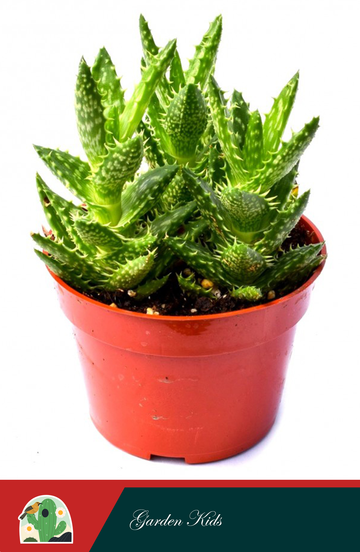 Sen đá hàm cá sấu (Aloe Juvenna)