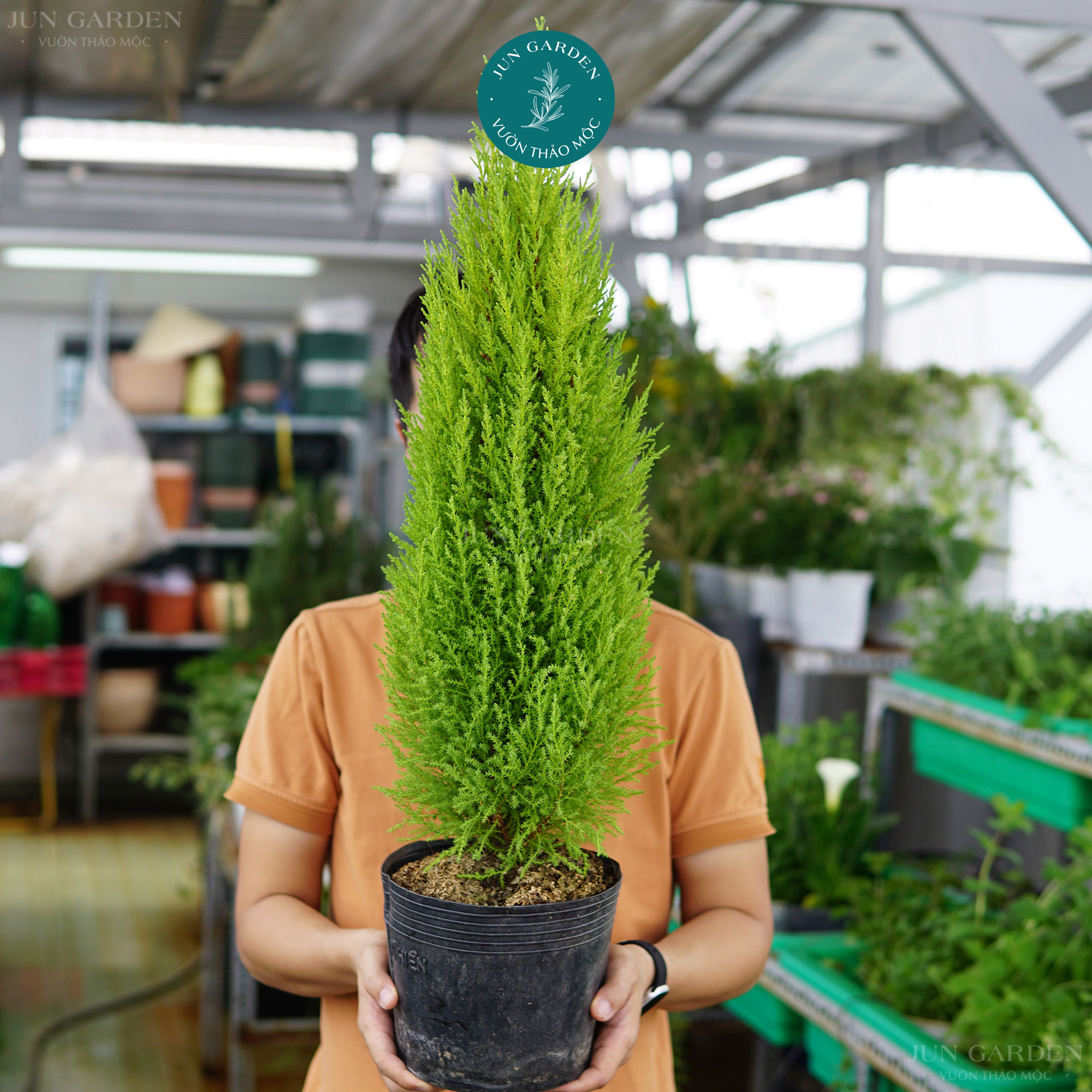 Tùng Thơm (Tùng Chanh) JUN GARDEN Trang Trí Noel Giáng Sinh Đẹp