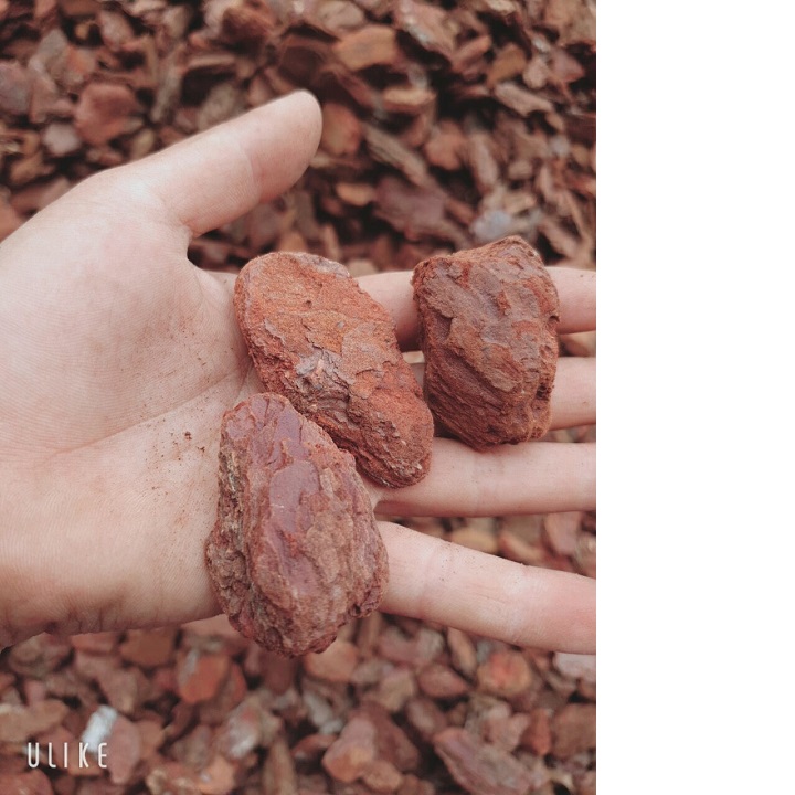 5kg VỎ THÔNG ĐỎ QUẢNG BÌNH ( #phanbon, #vattu, #caycanh)