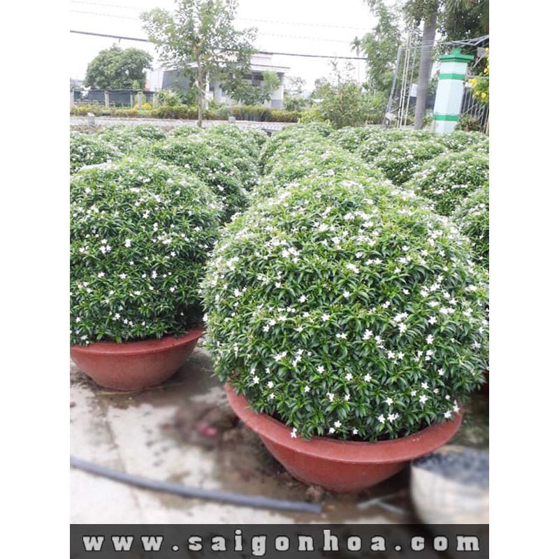 BẦU CÂY GIỐNG MAI VẠN PHÚC( CÂY MAI TIỂU THƯ)