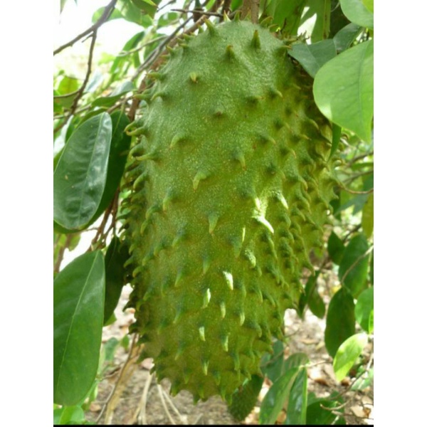 CÂY GIỐNG MÃNG CẦU XIÊM THÁI  SIÊU TRÁI TRÁI TO