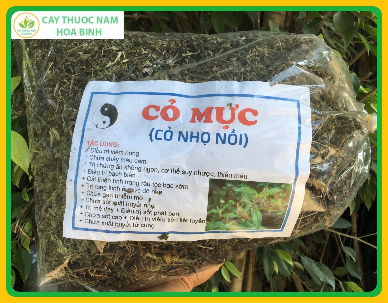 1kg cỏ mực nhọ nồi