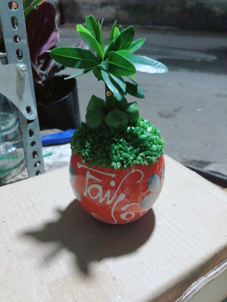 Cây Tài Lộc Cỏ May Mắn