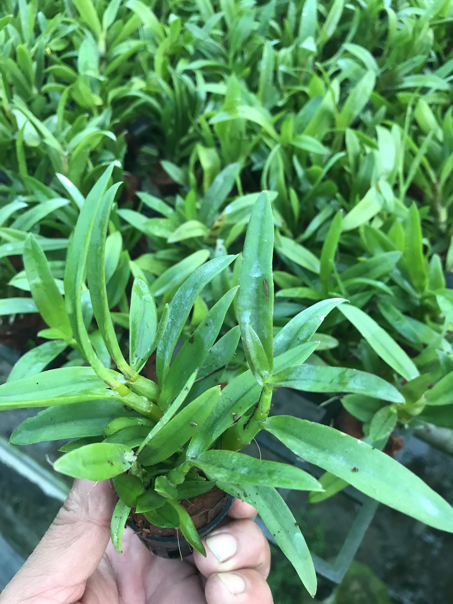 COMBO 3 CÂY GIỐNG ALBA XƯA Cao 7-12Cm