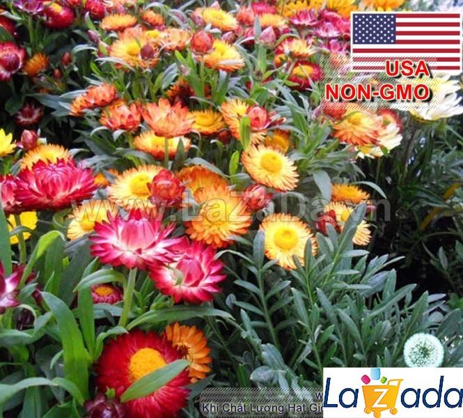 [HCM]BỘ 5GÓI 100h Hạt Giống Hoa Cúc Bất Tử Mix Màu (C6.103| B18*V72)