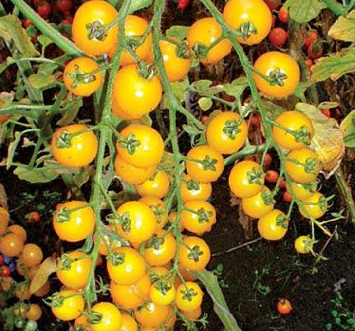 Hạt giống Cà chua bi cây cao quả tròn Vàng