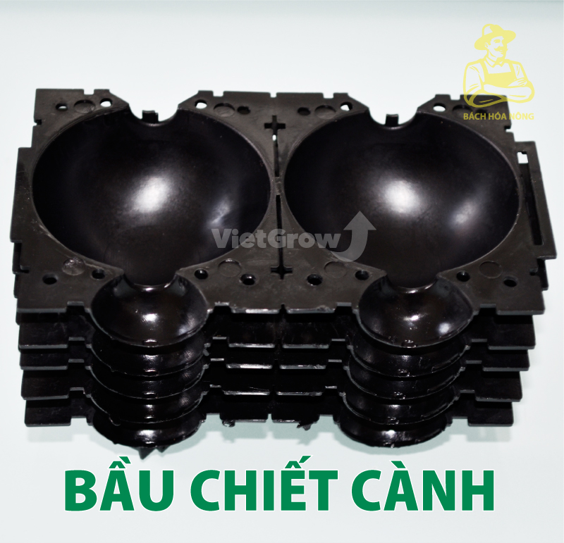 [HCM]Combo 5 Bầu chiết cành Croco - Size S (5cm), Màu Đen
