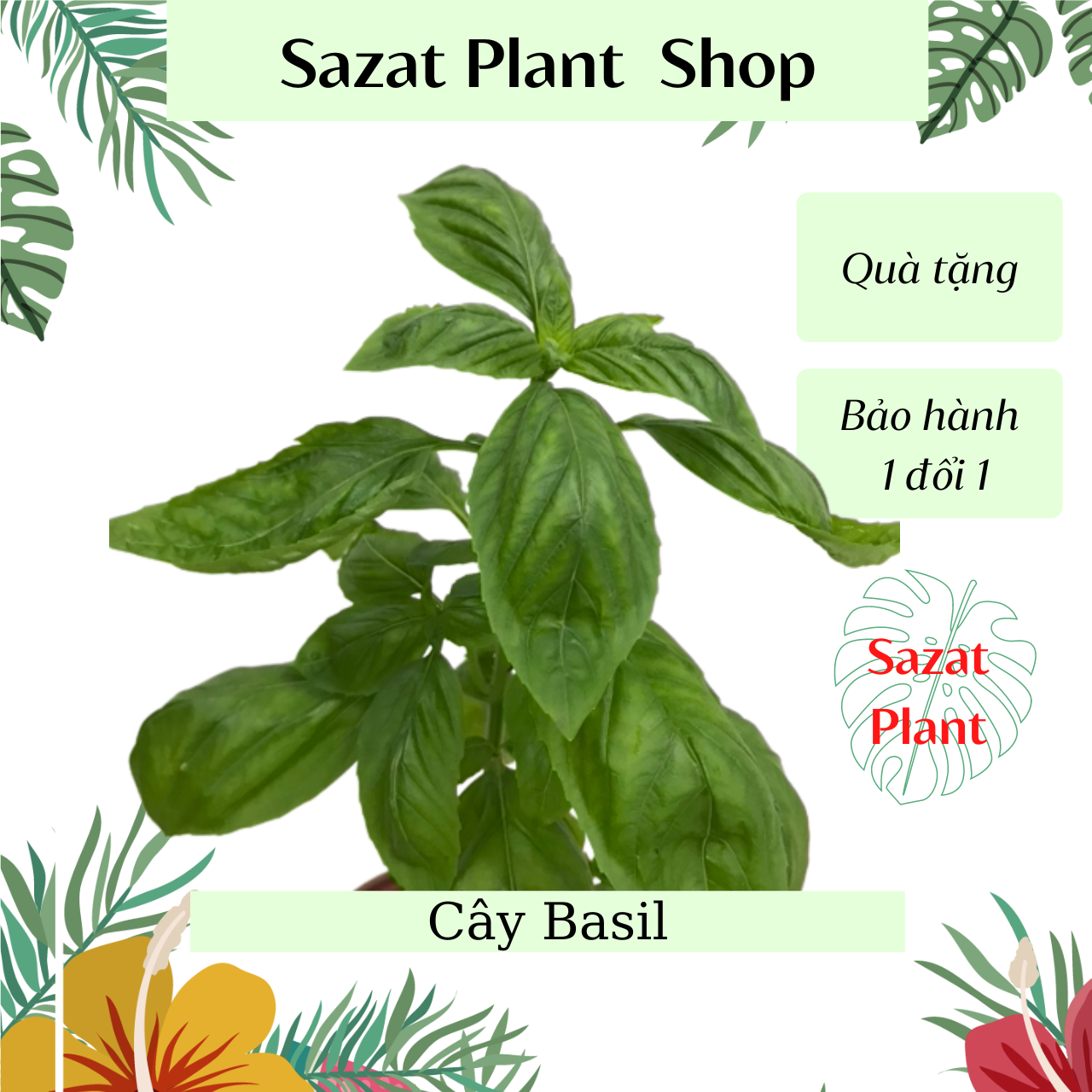 Cây Basil, (húng tây) chậu nhựa cao 20-25cm cây gia vị Âu có Hương Thơm ...