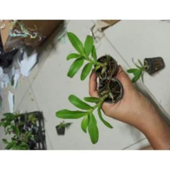 Hoa Lan Trầm Trắng Giống Hoa Thơm