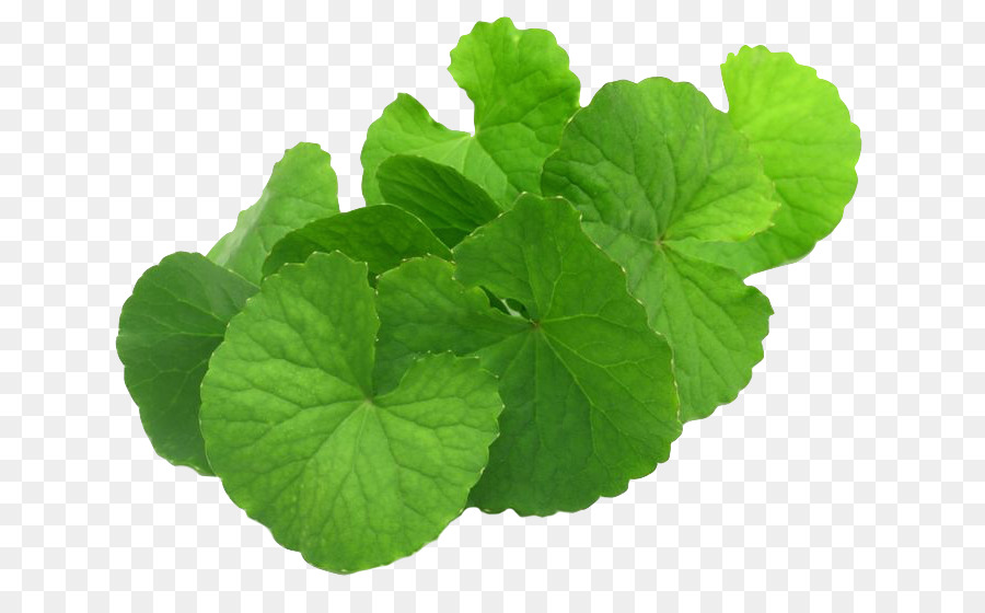 Hạt giống rau má lá to