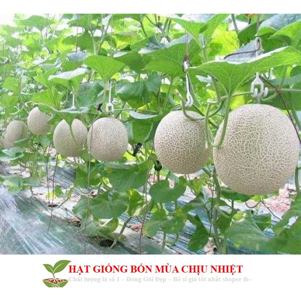 11B Hạt Giống Dưa Lưới Lõi Vàng Oval (10 Hạt)