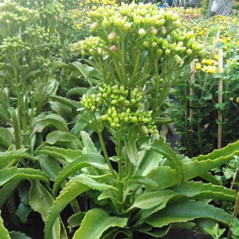 combo 5 Cây giống sống đời lá dài