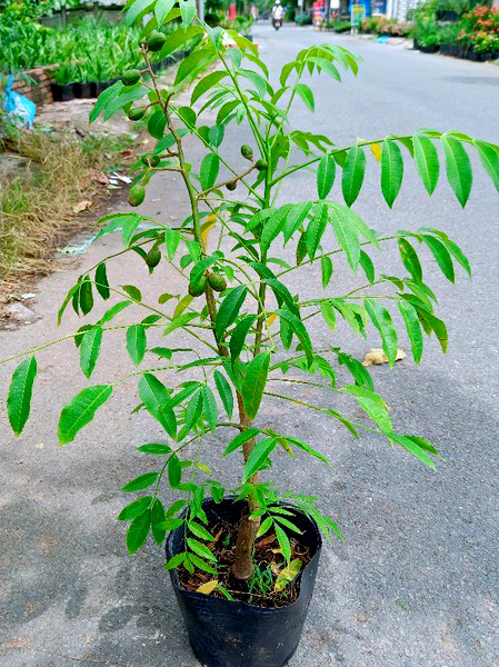 Cây Giống Cóc Thái Lùn Siêu Trái