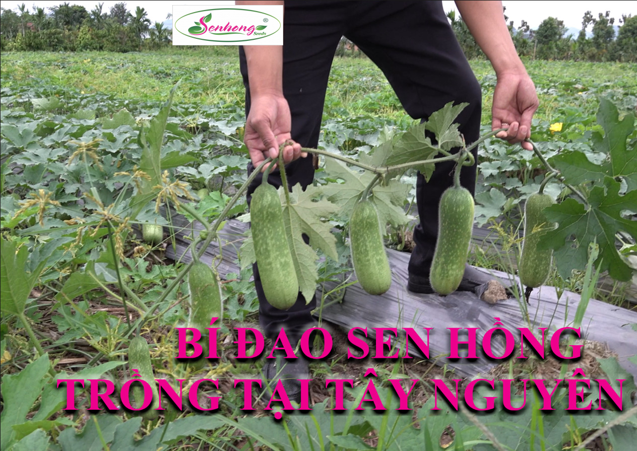 Hạt giống bí đao xanh trái dài lại f1 java rạng đông gói 0.2gram